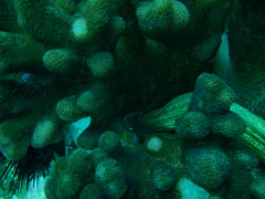 Gymnothorax thyrsoideus