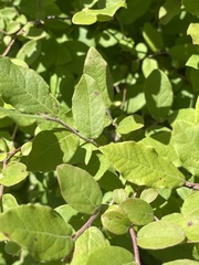 Itea