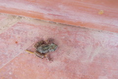 Eleutherodactylus nitidus