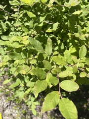 Itea