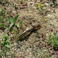 Gryllotalpa vineae