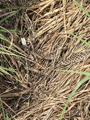 Crotalus polystictus