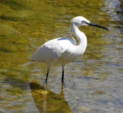 Egretta garzetta