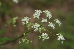 Anthriscus sylvestris