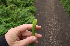Anthriscus sylvestris
