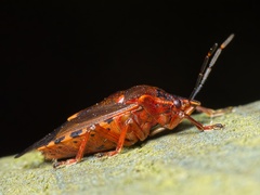 Pinthaeus sanguinipes