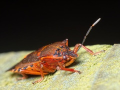 Pinthaeus sanguinipes