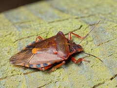 Pinthaeus sanguinipes