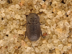 Melanimon tibiale