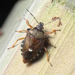 Pinthaeus sanguinipes