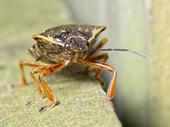 Pinthaeus sanguinipes