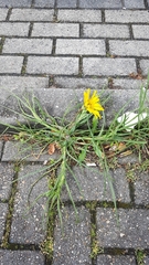 Tragopogon pratensis