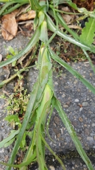 Tragopogon pratensis