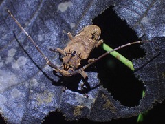 Metopides occipitalis