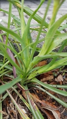 Tragopogon pratensis