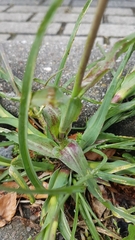 Tragopogon pratensis