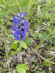 Ajuga genevensis