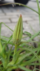 Tragopogon pratensis