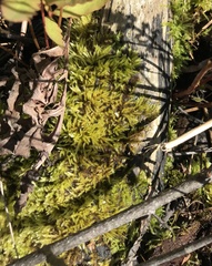 Brachythecium campestre