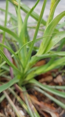 Tragopogon pratensis