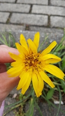 Tragopogon pratensis