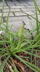 Tragopogon pratensis