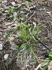 Carex lucorum