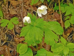 Anemonoides glabrata