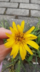 Tragopogon pratensis