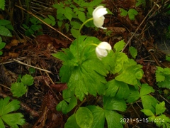 Anemonoides glabrata