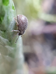 Brachysomus echinatus