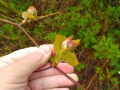 Vitis amurensis