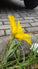Tragopogon pratensis