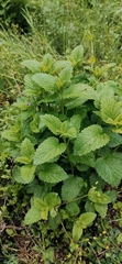 Melissa officinalis altissima