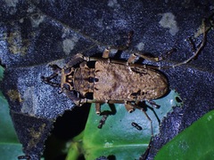 Metopides occipitalis