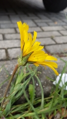 Tragopogon pratensis