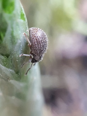 Brachysomus echinatus