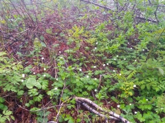 Anemonoides glabrata