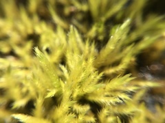 Brachythecium campestre