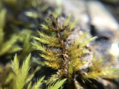 Brachythecium campestre