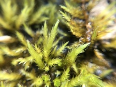 Brachythecium campestre