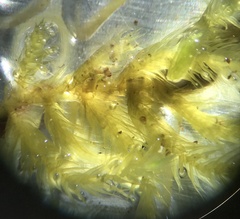 Brachythecium campestre