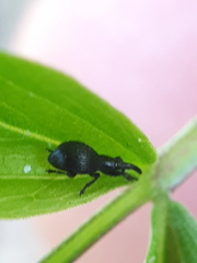 Synapion ebeninum
