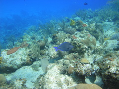 Acanthurus coeruleus