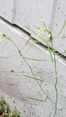 Arabidopsis thaliana