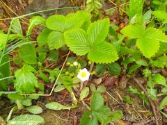 Fragaria orientalis
