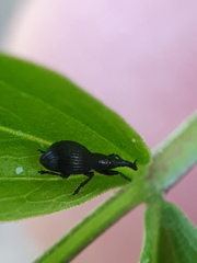 Synapion ebeninum