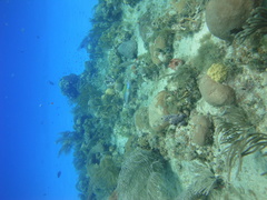 Sparisoma aurofrenatum