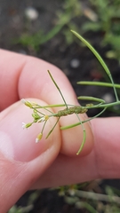 Arabidopsis thaliana