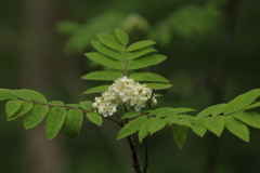 Sorbus aucuparia